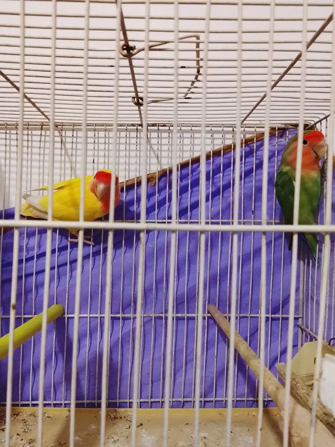 یک جفت طوطی برزیلی صددرصد مولد 4 تخم|پرنده|بومهن, |دیوار