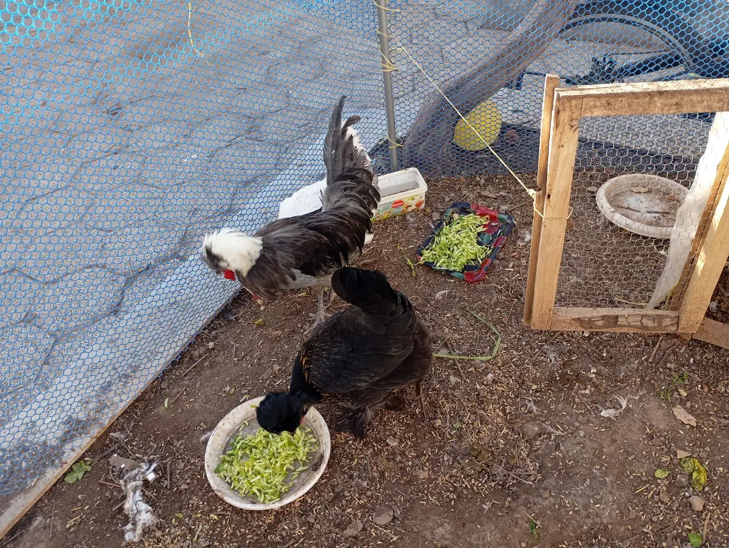 مرغ و خروس|حیوانات مزرعه|نیشابور, شهرک بسیج|دیوار