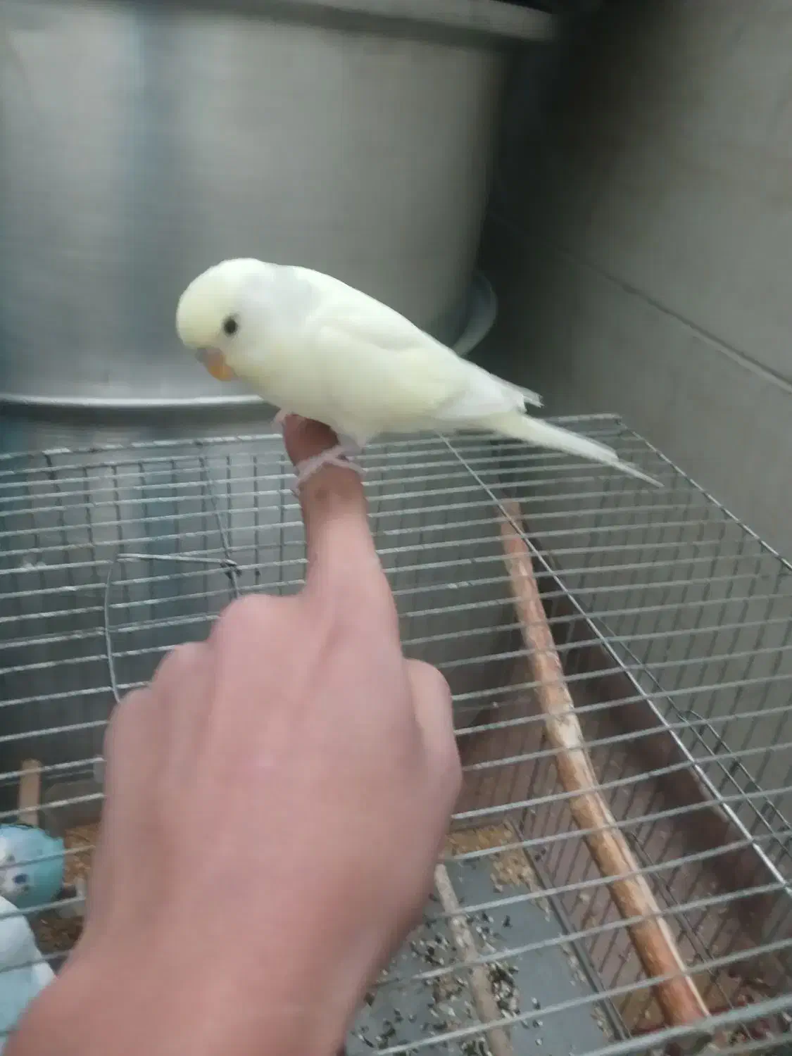 .مرغ..عشق نر دستی|پرنده|هشتگرد, شهرک راه آهن|دیوار