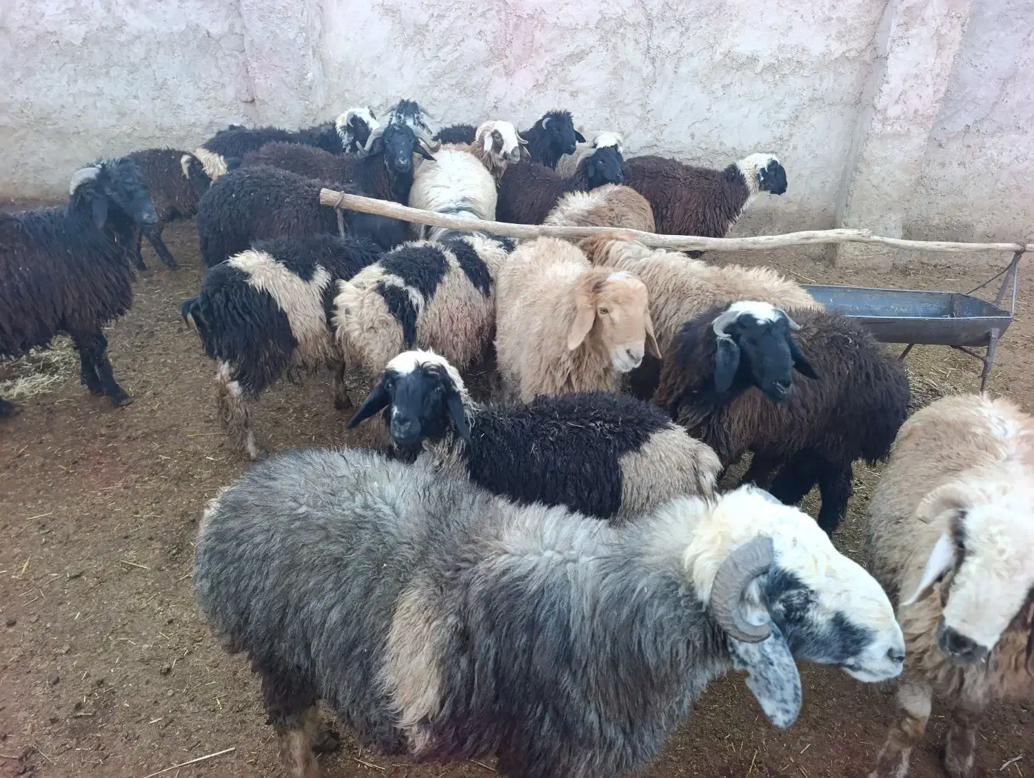 بره نر|حیوانات مزرعه|شیراز, فرودگاه شهید دستغیب شیراز|دیوار