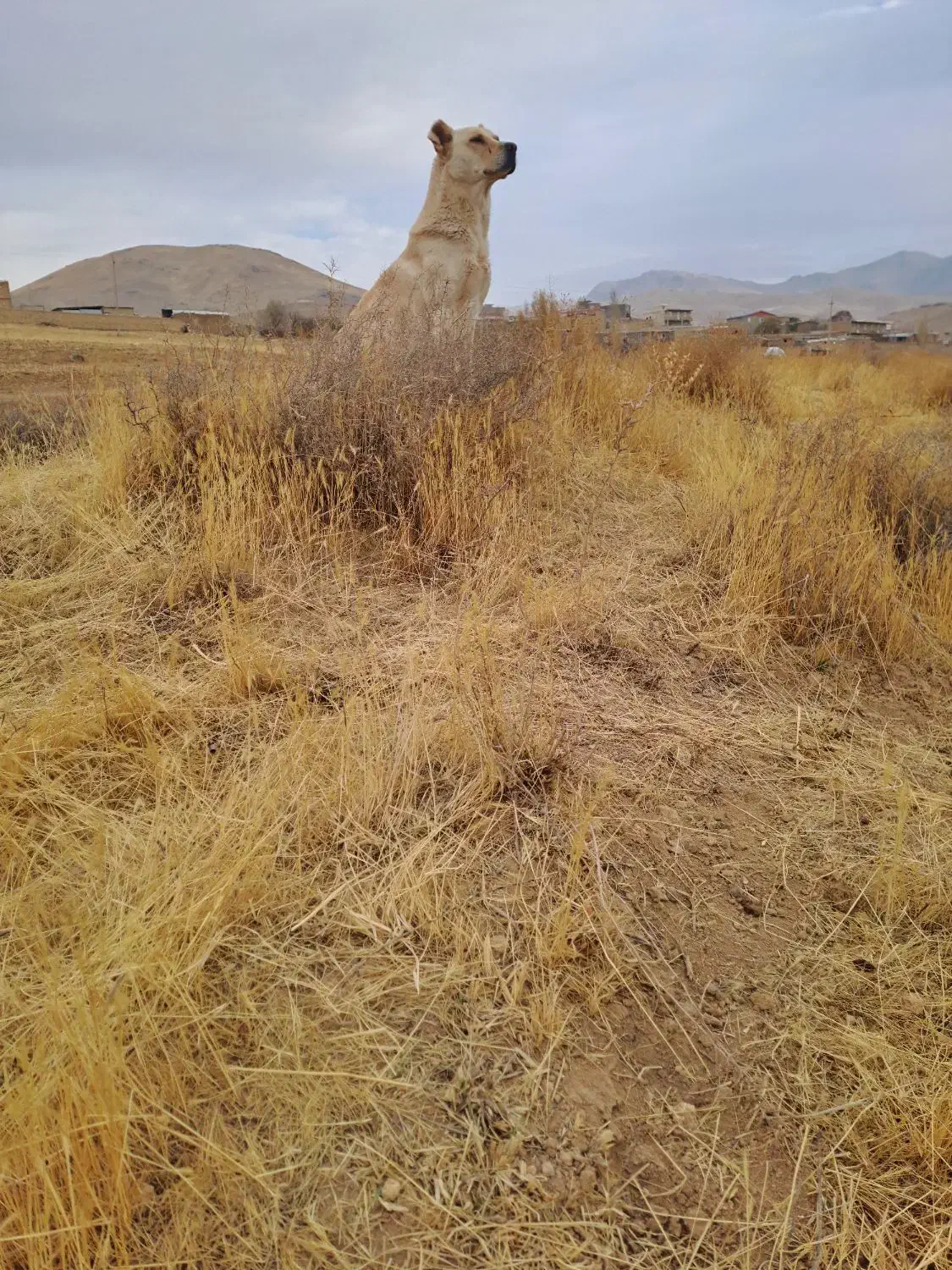 سگ سرابی گله‌ای و نگهبان عالی سن دو سال|سگ|زنجان, |دیوار