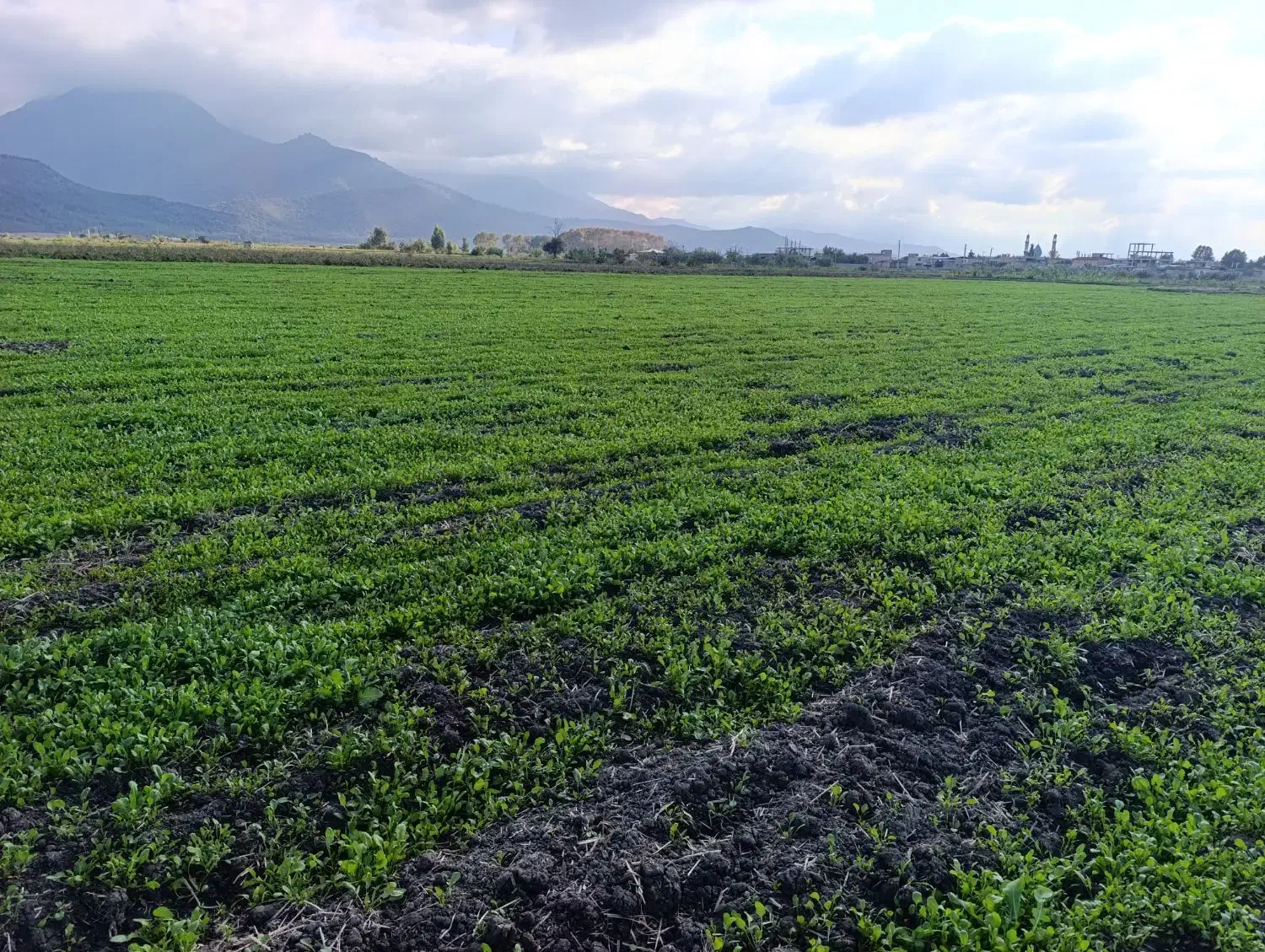 سبز خوردن|خوردنی و آشامیدنی|خان ببین, |دیوار