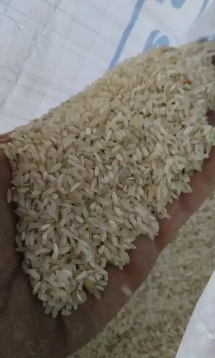 برنج چمپای چیتا کشت یاسوج|خوردنی و آشامیدنی|شیراز, تلخ داش|دیوار