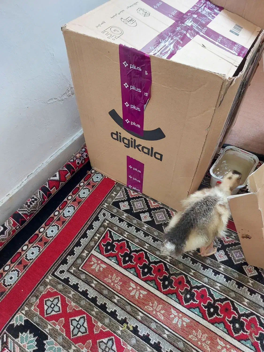 یک عدد اردک نیمچه دستی سالم|حیوانات مزرعه|رشت, کوی یخ|دیوار