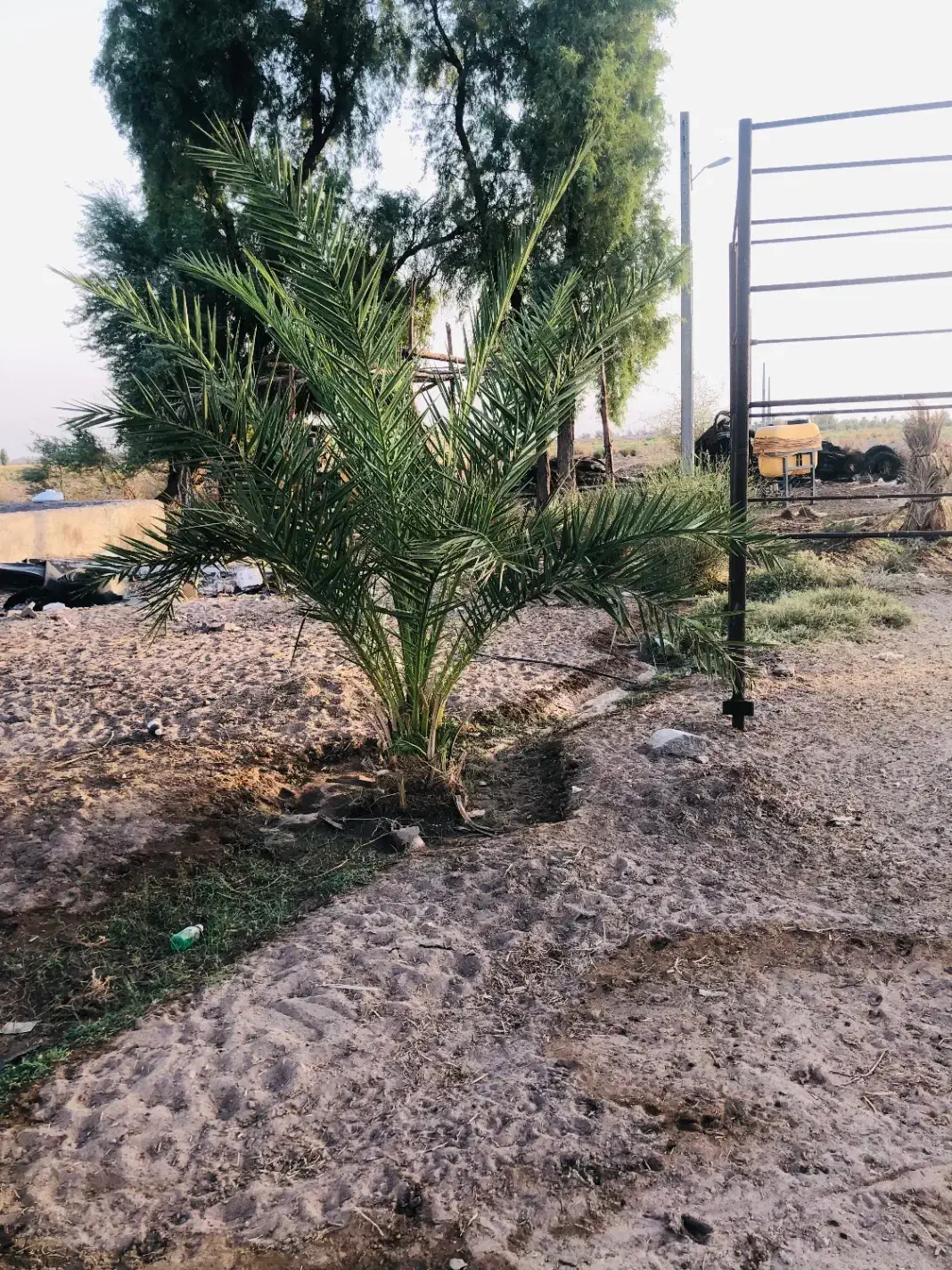 زمین اجاره ای کشاورزی زهکلوت|اجارهٔ دفتر صنعتی، کشاورزی، تجاری|جازموریان, |دیوار