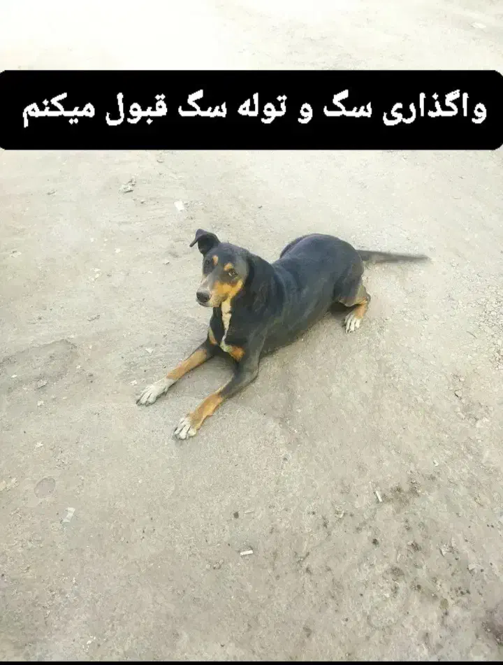 واگذاری سگ توام|سگ|سرپل ذهاب, |دیوار