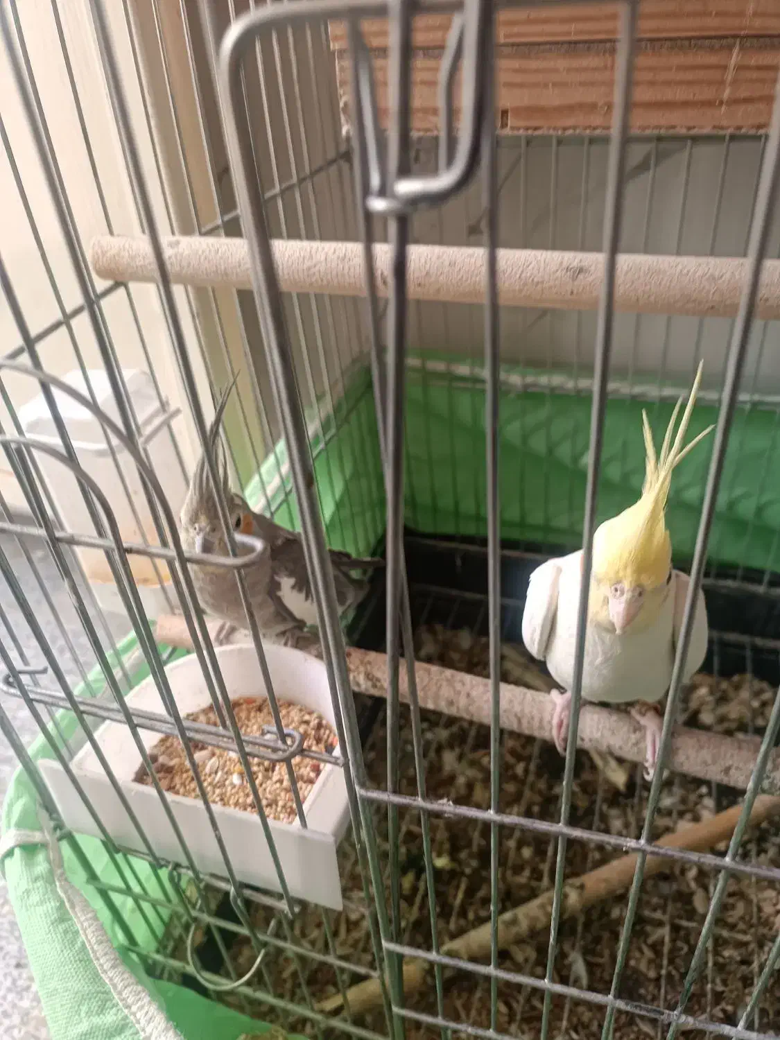 عروس‌هلندی|پرنده|ایوانکی, |دیوار