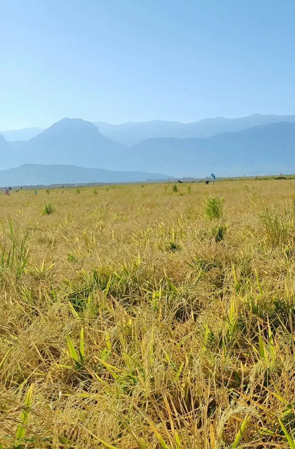 چلتوک طارم محلی|خدمات باغبانی و درختکاری|دره شهر, |دیوار