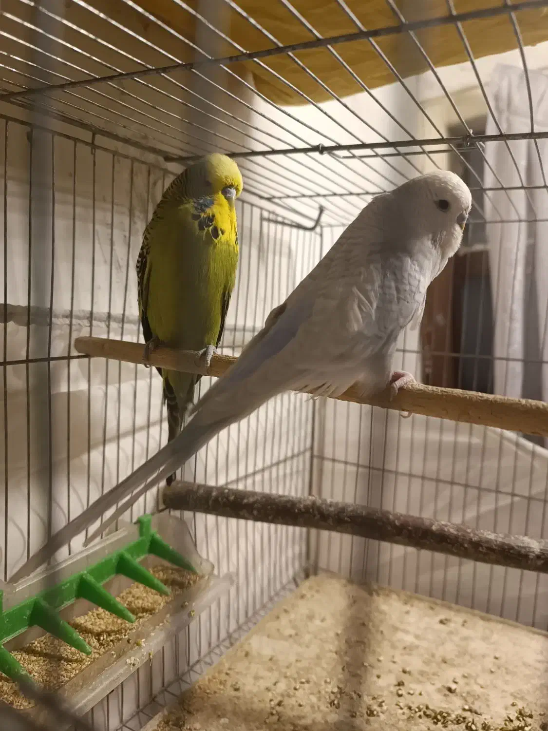 مرغ عشق انگلیسی و طوطی برزیلی مولد|پرنده|کرج, اسدآباد|دیوار