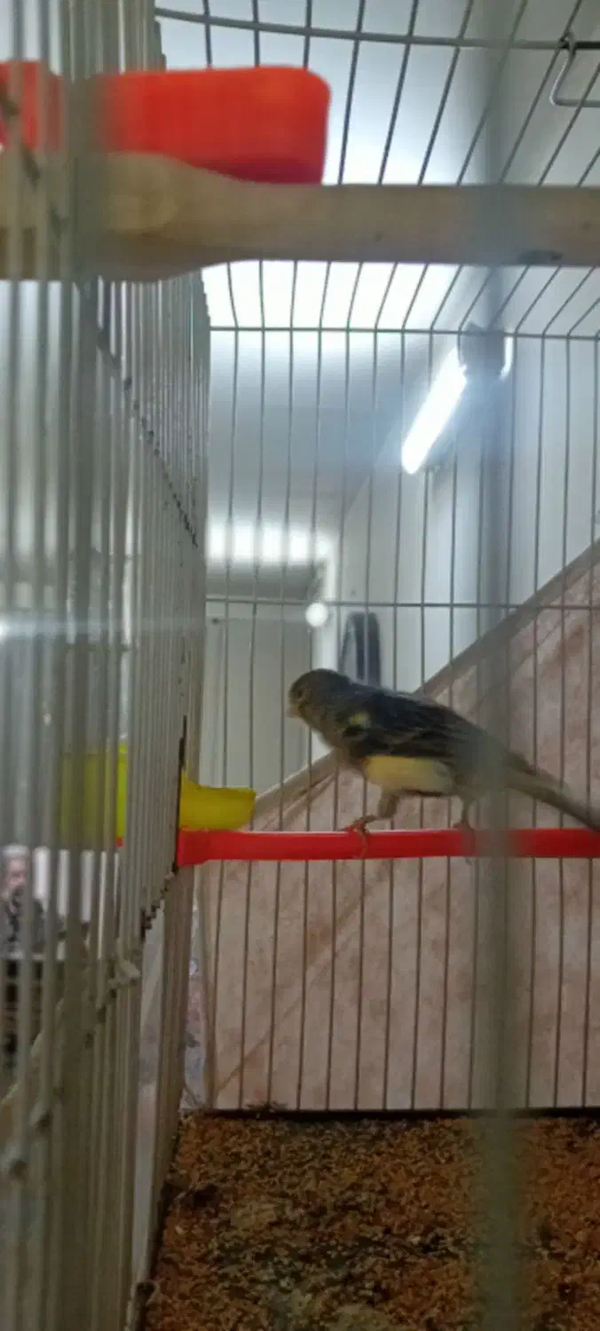 پرنده|پرنده|مشهد, قائم|دیوار