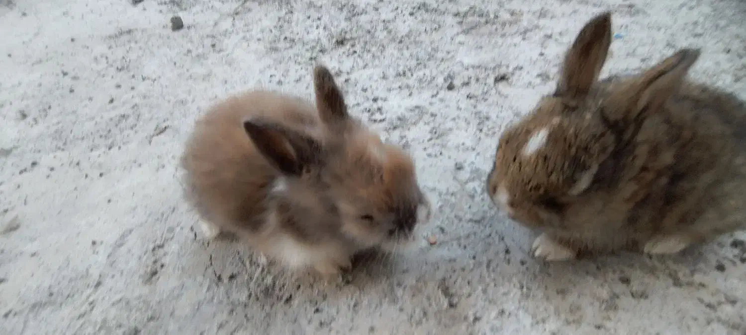 فروش خرگوش در محمودآباد|موش و خرگوش|محمودآباد, |دیوار