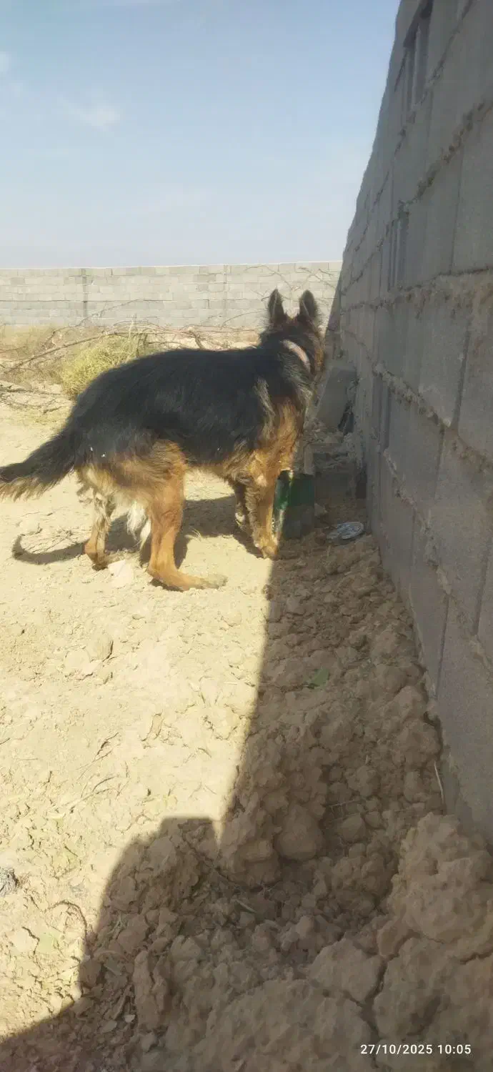 سلام یک ژرمن|سگ|تهران, ایرانشهر|دیوار