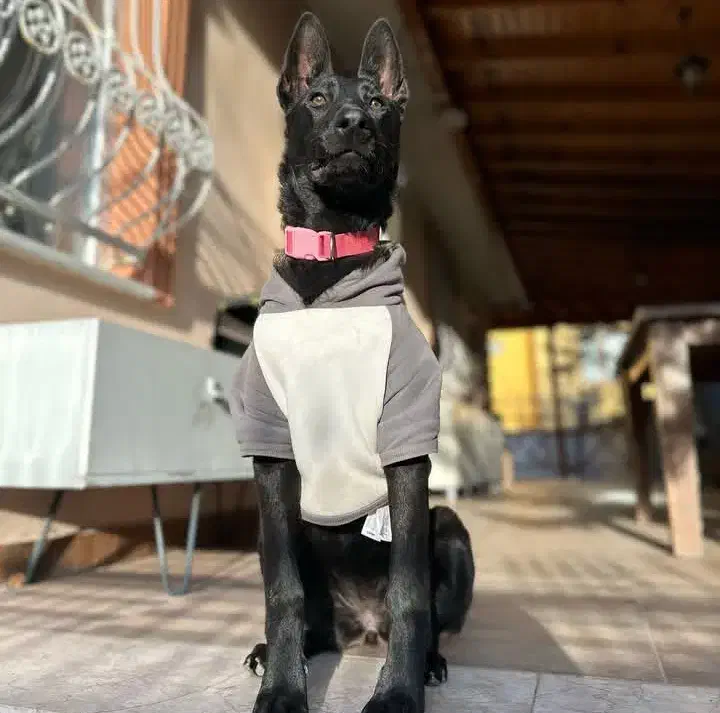 دکتر دامپزشک در محل|خدمات پیشه و مهارت|مشکین‌دشت, |دیوار