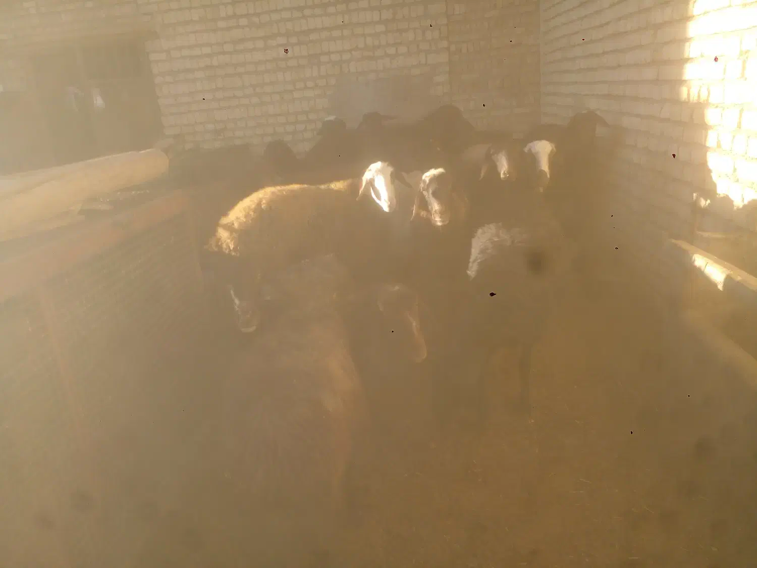 ۱۴راس سیشک شکم دوم قزل افشار|حیوانات مزرعه|فریدونشهر, |دیوار