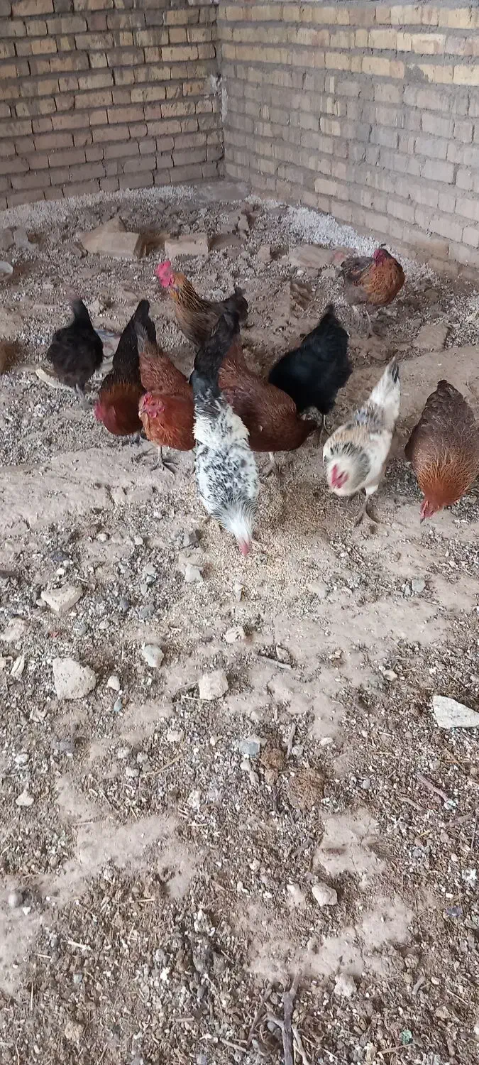 مرغ لری|حیوانات مزرعه|الیگودرز, |دیوار