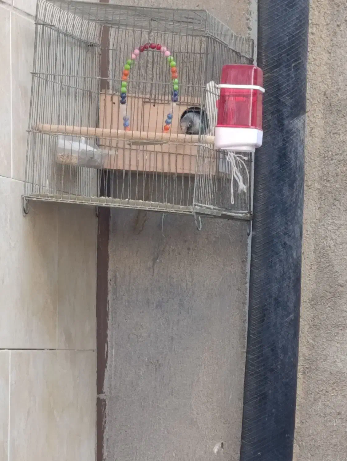 جفت طوطی برزیلی مولد|پرنده|آبپخش, |دیوار