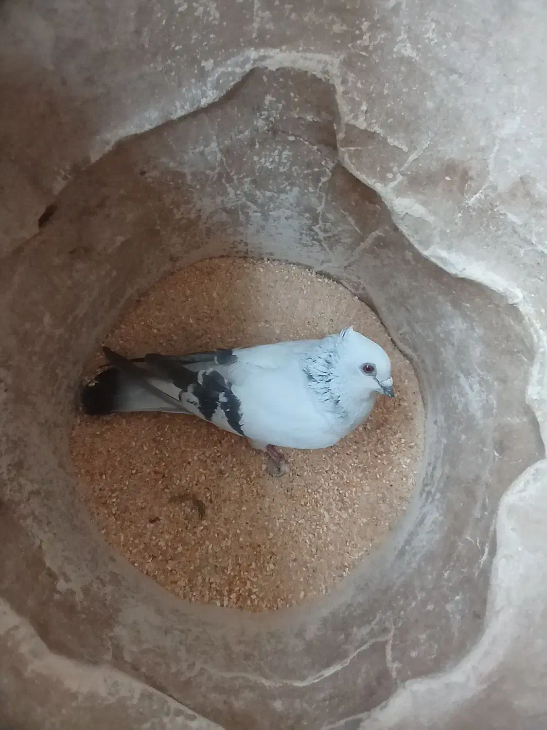 کبوتر|پرنده|محمدیه-قزوین, |دیوار