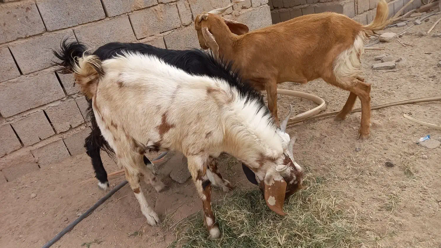 دوتا تروشت مخصوص کشتار ومالداری|حیوانات مزرعه|ایرانشهر, |دیوار