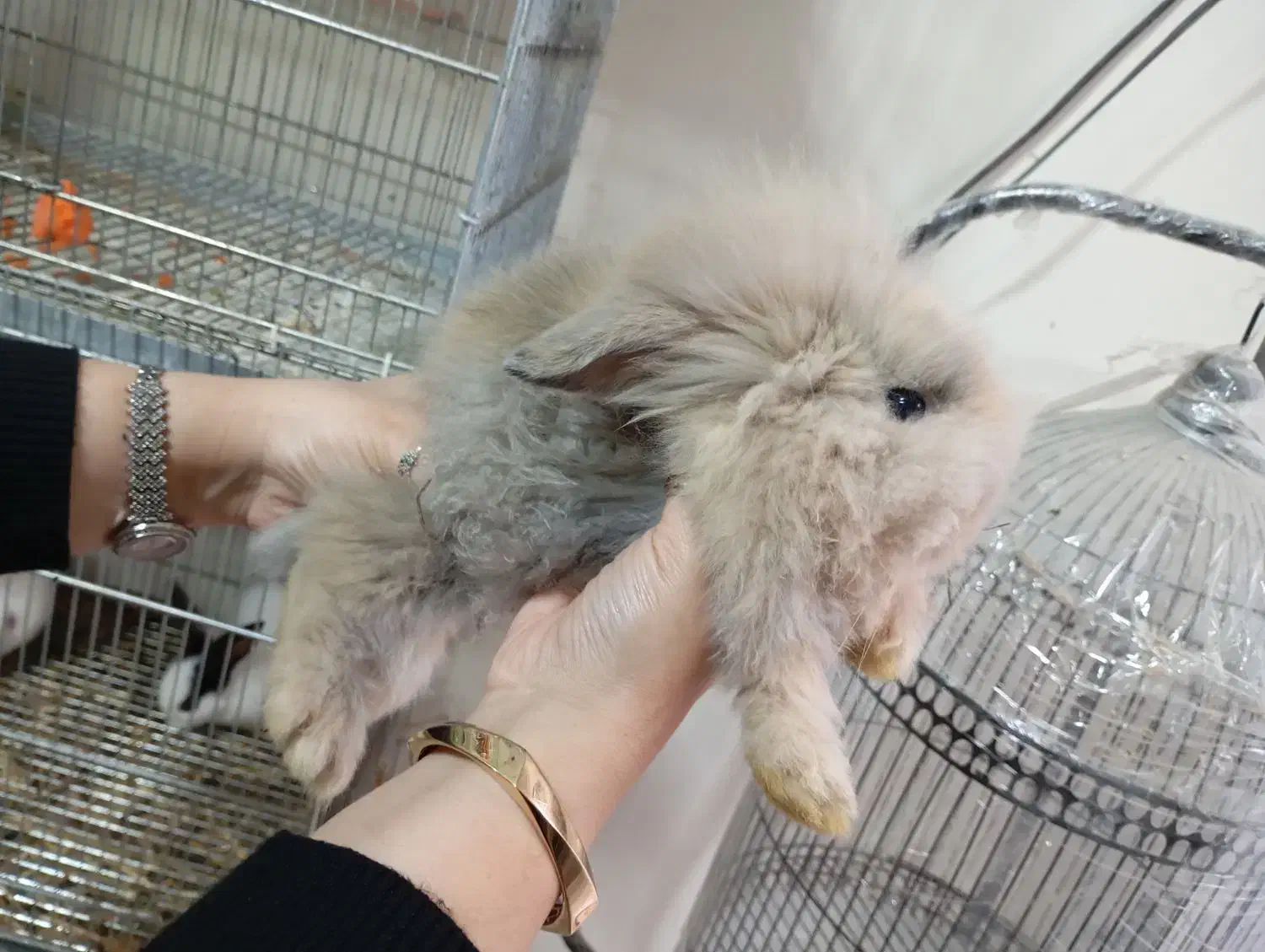 ۳ تا خرگوش (لوپ)|موش و خرگوش|نظرآباد, رسالت|دیوار