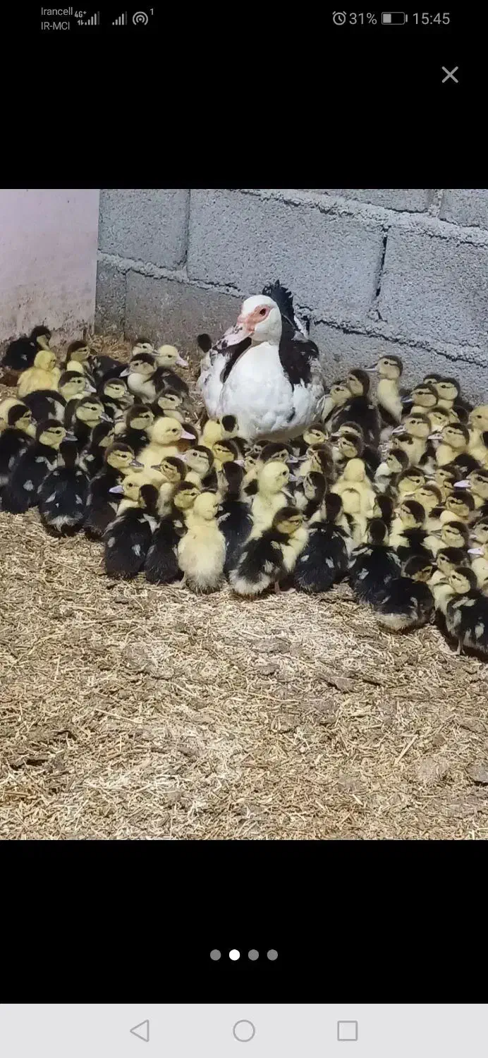 مرغابی مسکویی جوجه اردک مسکویی|حیوانات مزرعه|سرپل ذهاب, |دیوار