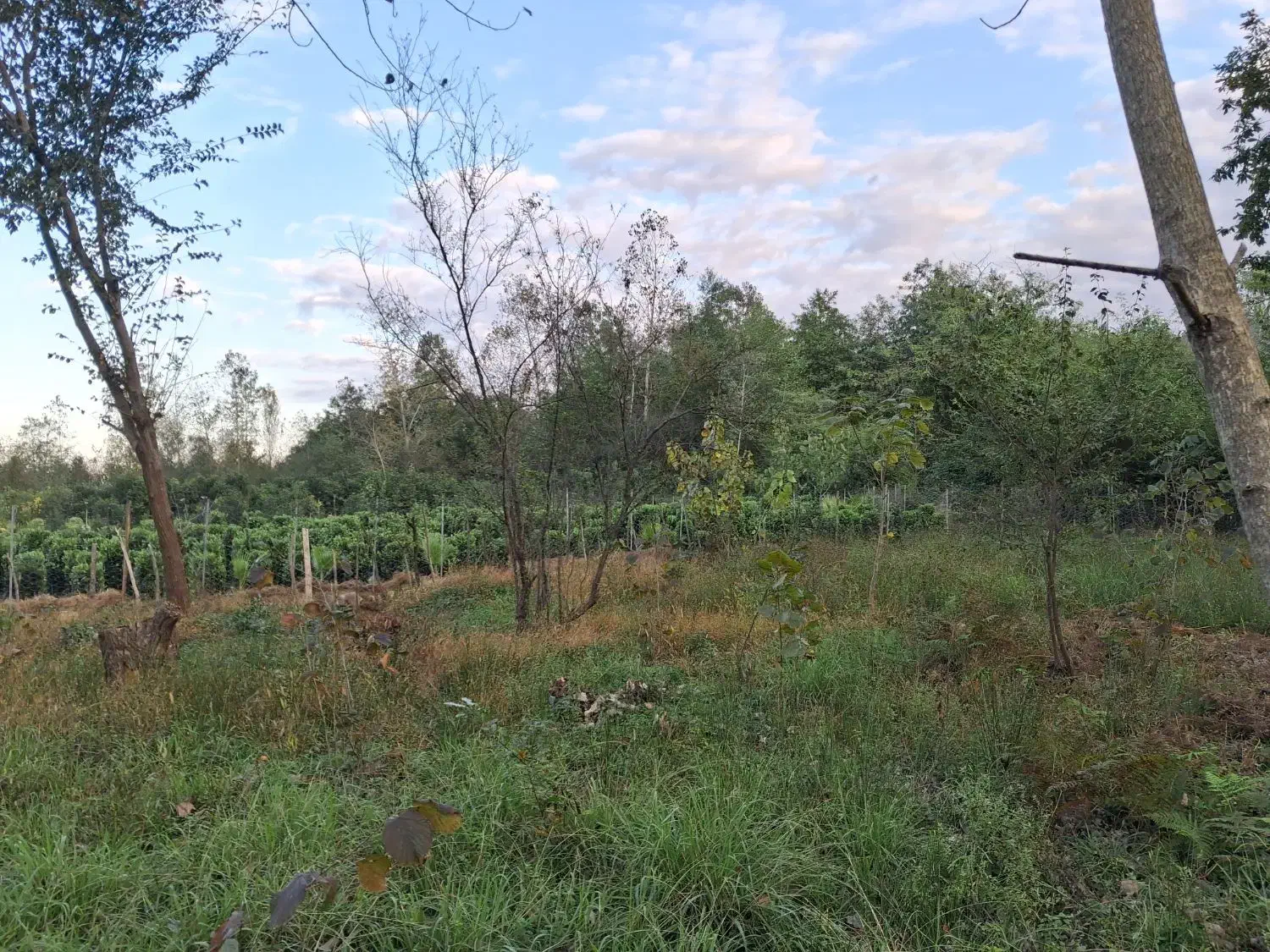 زمین مناسب گل و گیاه|فروش زمین و ملک کلنگی|واجارگاه, |دیوار