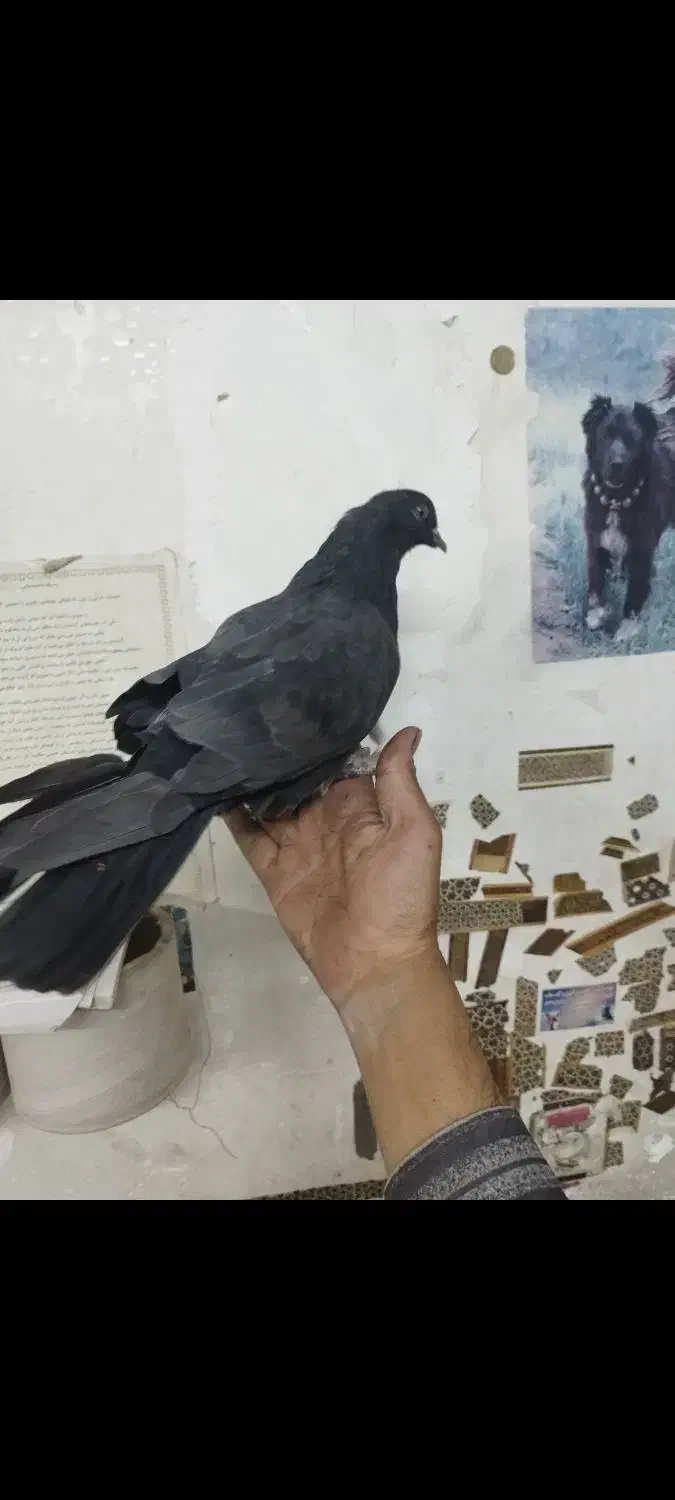 کبوترصداکن،شکاربیابان|پرنده|خمینیشهر, |دیوار