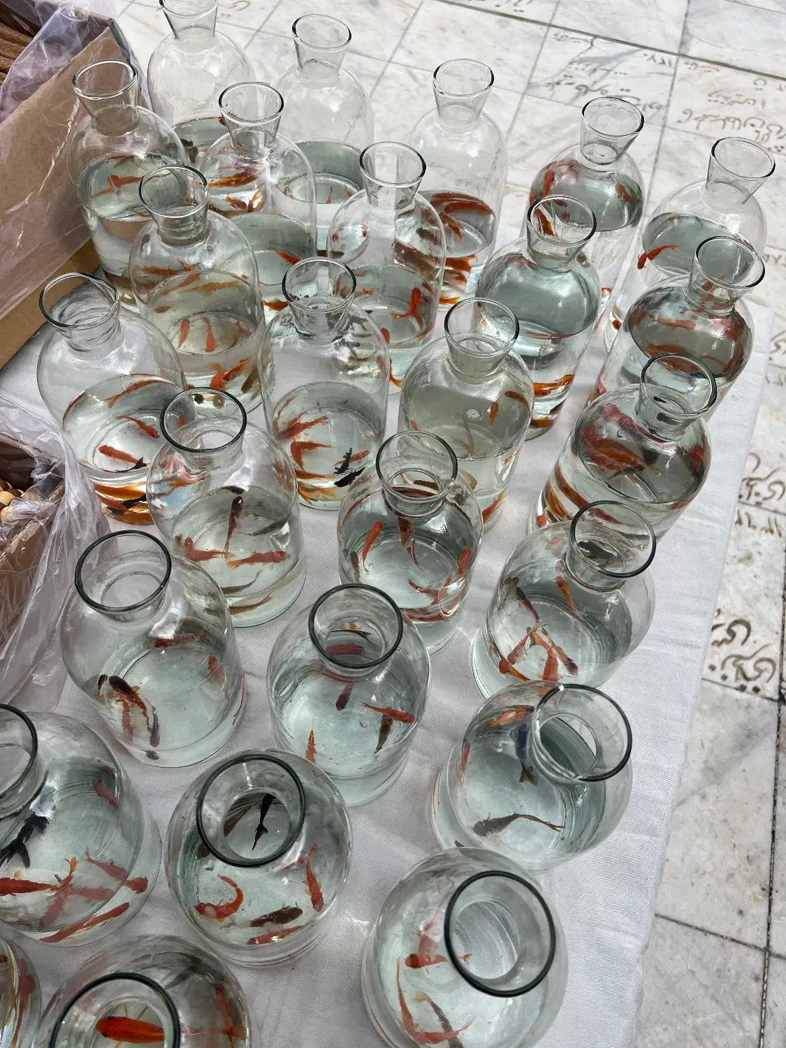 سبزه|گل و گیاه طبیعی|قم, شهید رجایی|دیوار