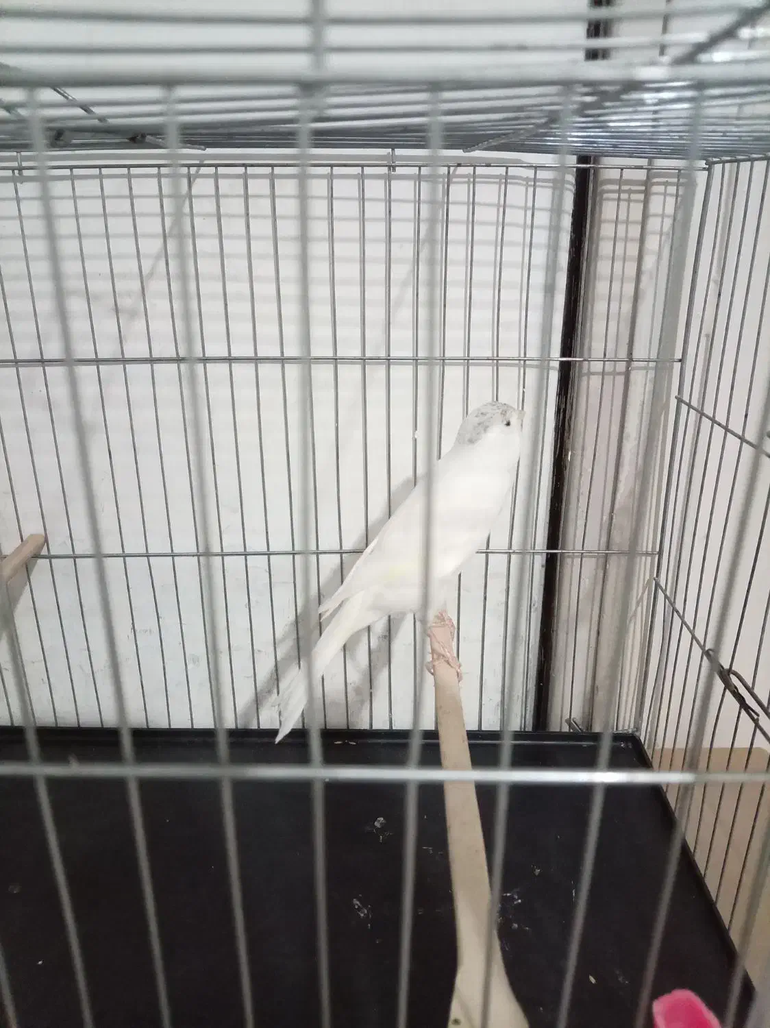 قناری رسمی بلند قرص بخون مست مست|پرنده|رباطکریم, شهرک صنعتی صباشهر|دیوار