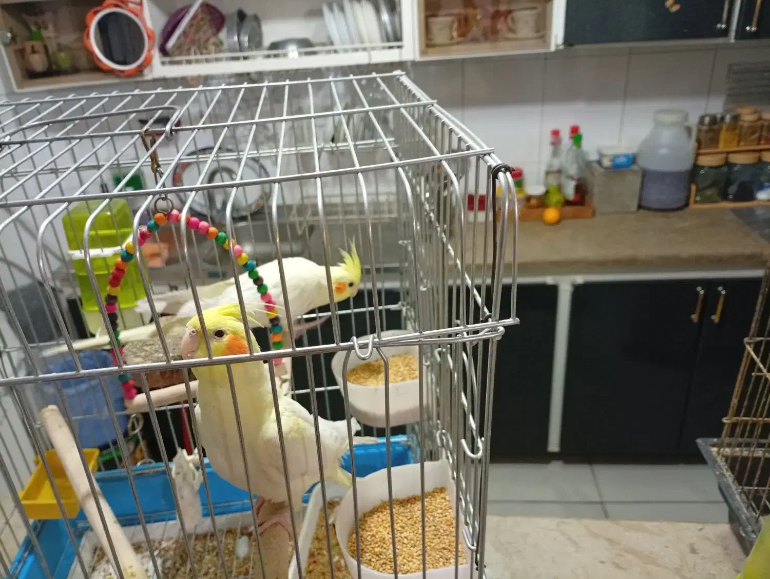 عروس هلندی لیتینو|پرنده|شیراز, طلاب|دیوار