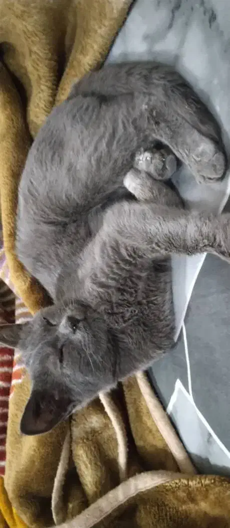 گربه واگذغری|گربه|پردیس, شهرک صنعتی خرمدشت فاز ۷|دیوار