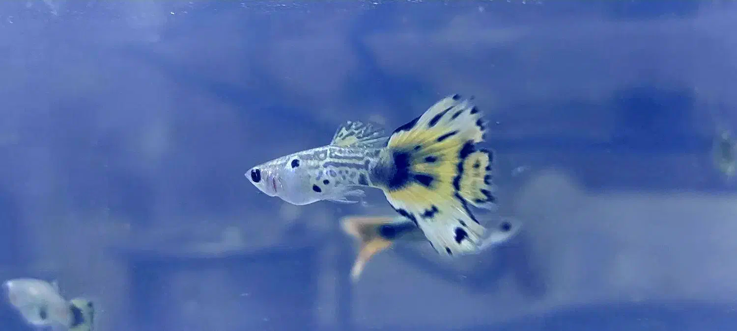 گوپی تایگر هالفمون|ماهی|اصفهان, شهرک ولیعصر|دیوار