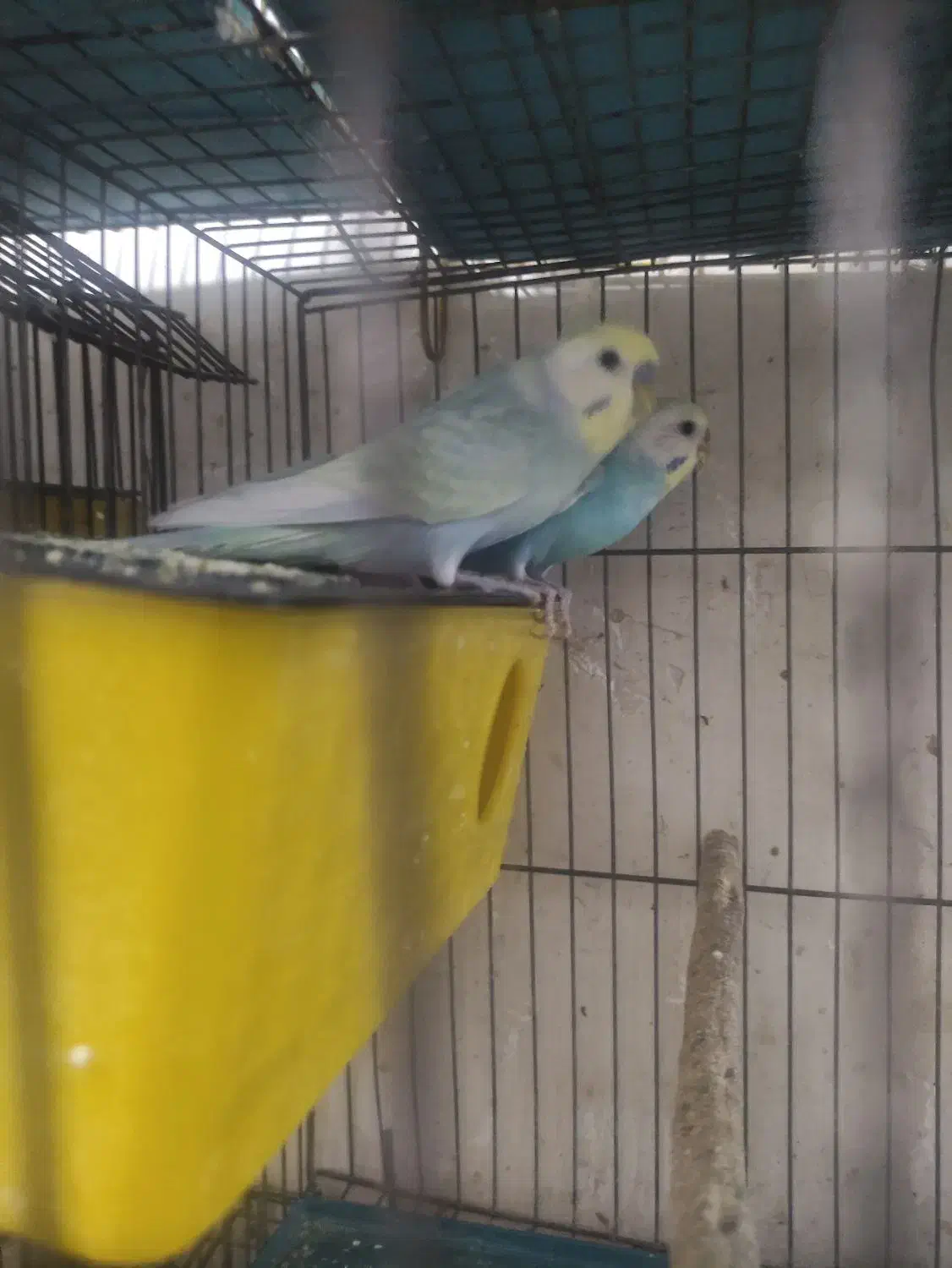 فروش چند جفت مرغ عشق مولد|پرنده|آبادان, |دیوار