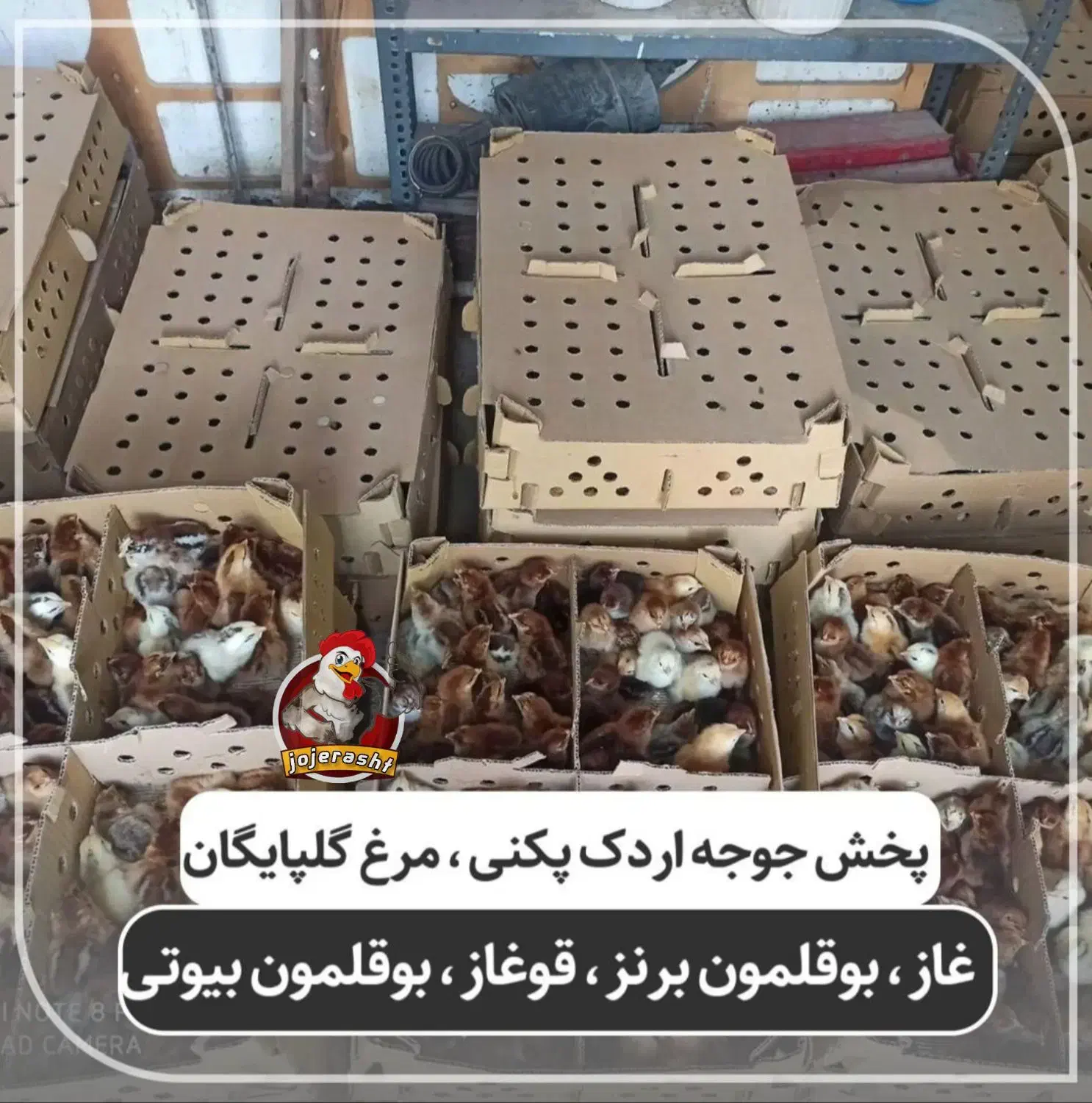 نماینده ورامین در گیلان ، جوجه گلپایگان ،اردک پکنی|حیوانات مزرعه|رشت, گلباغ نماز|دیوار