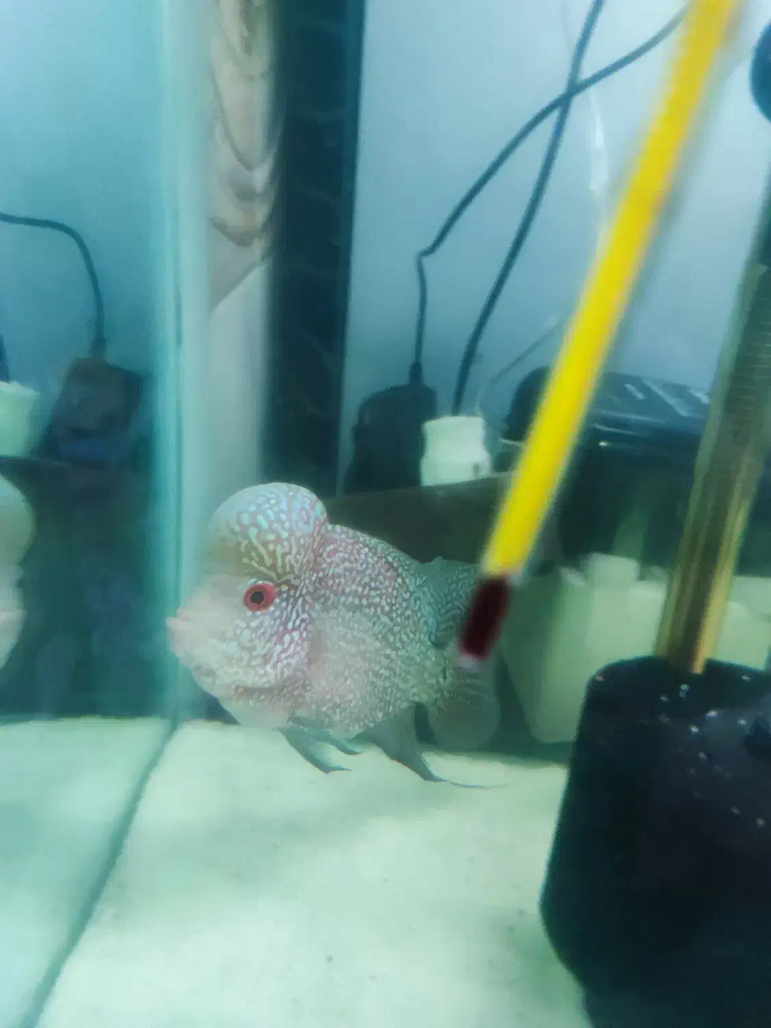 فلاور|ماهی|تبریز, |دیوار