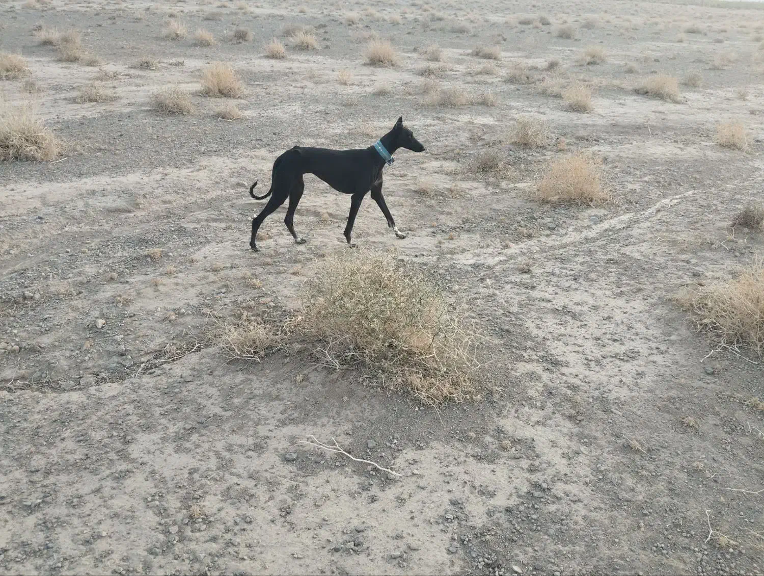 تازی گمشده|سگ|دلیجان, |دیوار