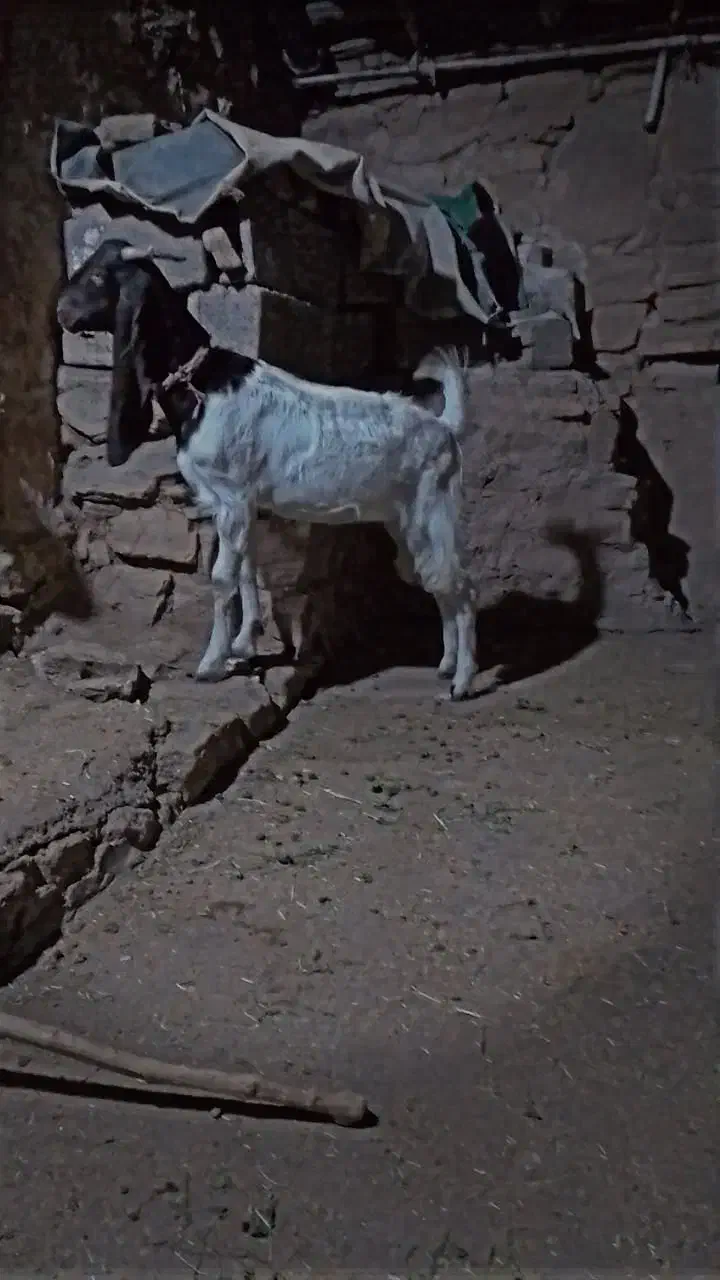 تیشتر افغانی|حیوانات مزرعه|مسجد سلیمان, |دیوار