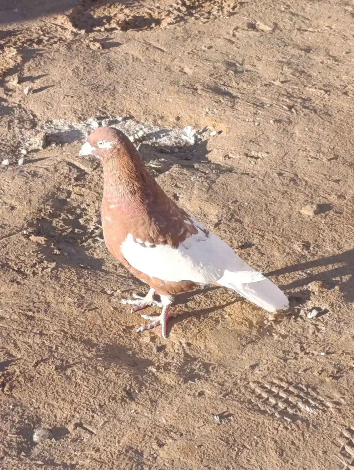 نر شتری سرخ|حیوانات|زاهدان, |دیوار