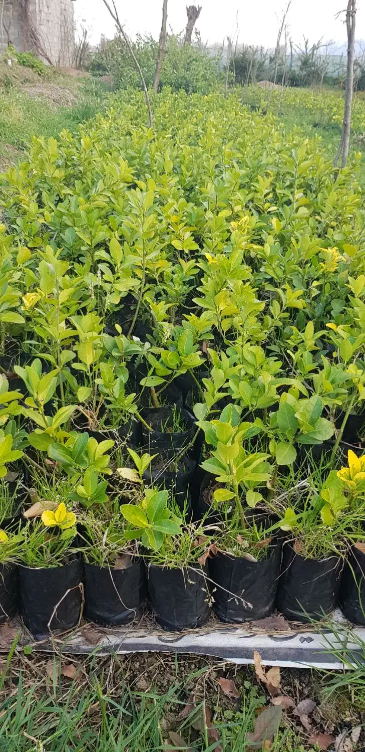 شمشاد|خدمات باغبانی و درختکاری|لاهیجان, لفمجان|دیوار