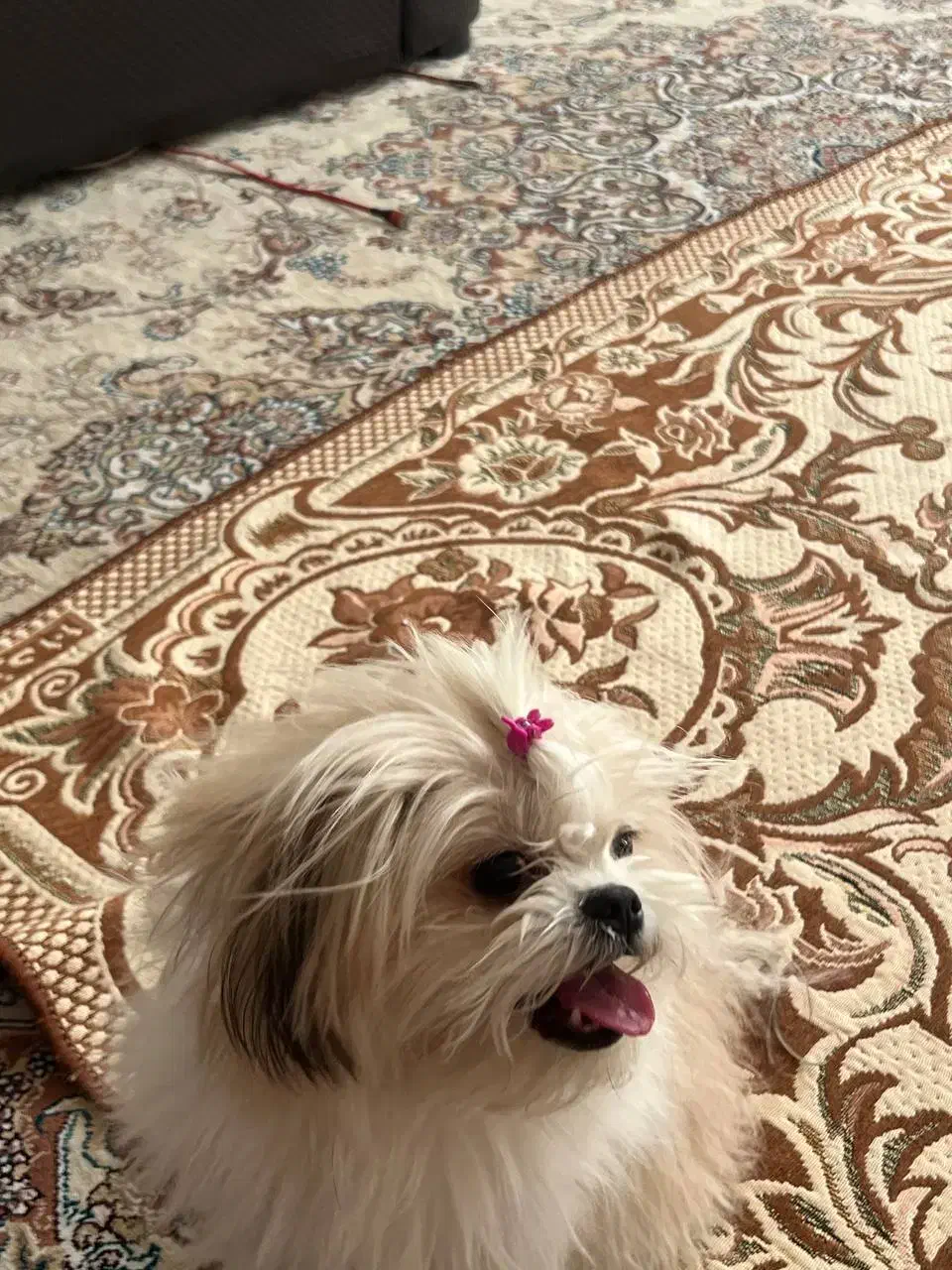 جفت گیری|سگ|مشهد, الهیه|دیوار