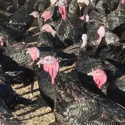 بوقلمون به شرت محلی|حیوانات مزرعه|سنندج, |دیوار