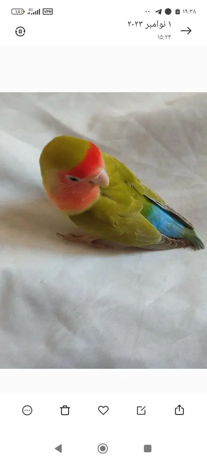 طوطی برزیلی|پرنده|شیروان (خراسان), |دیوار