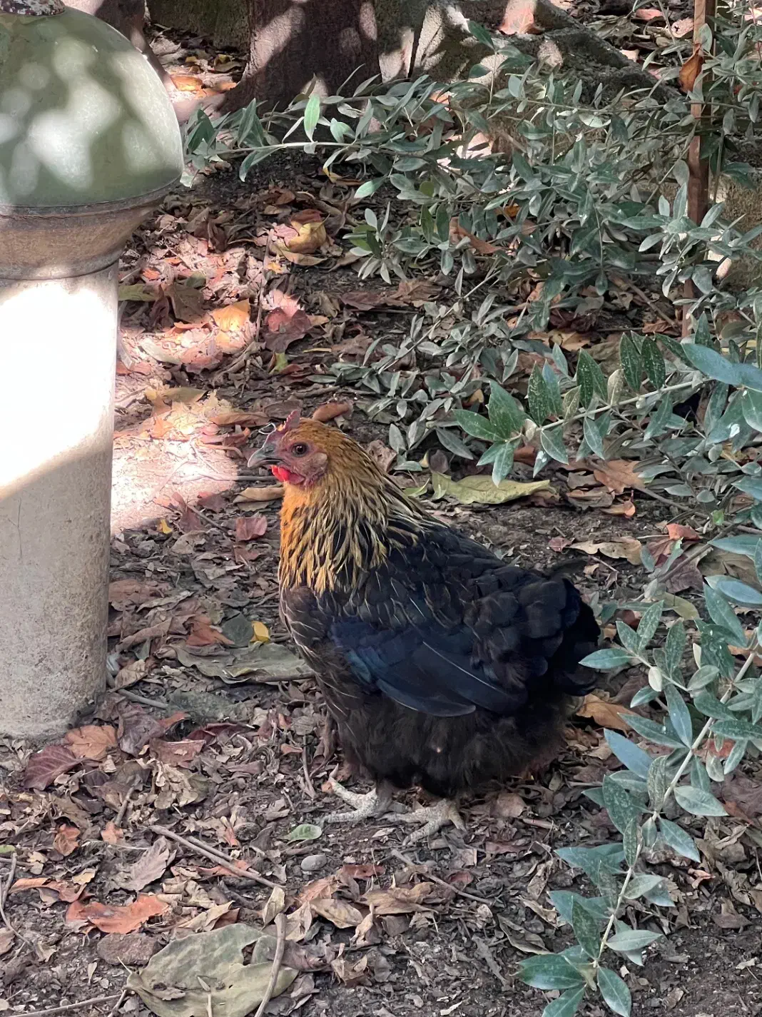 مرغ پرسیاه|حیوانات مزرعه|گرگان, |دیوار