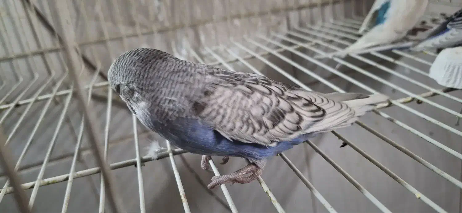 مرغ عشق|پرنده|بیرجند, |دیوار