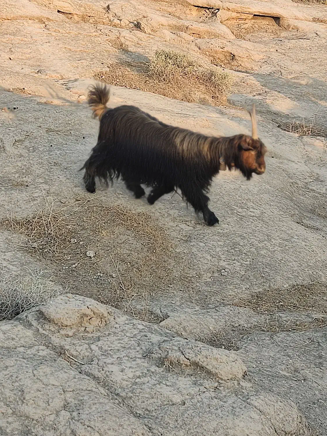 فروش دو عدد بز جوان دو قلو زا|حیوانات مزرعه|هندیجان, |دیوار