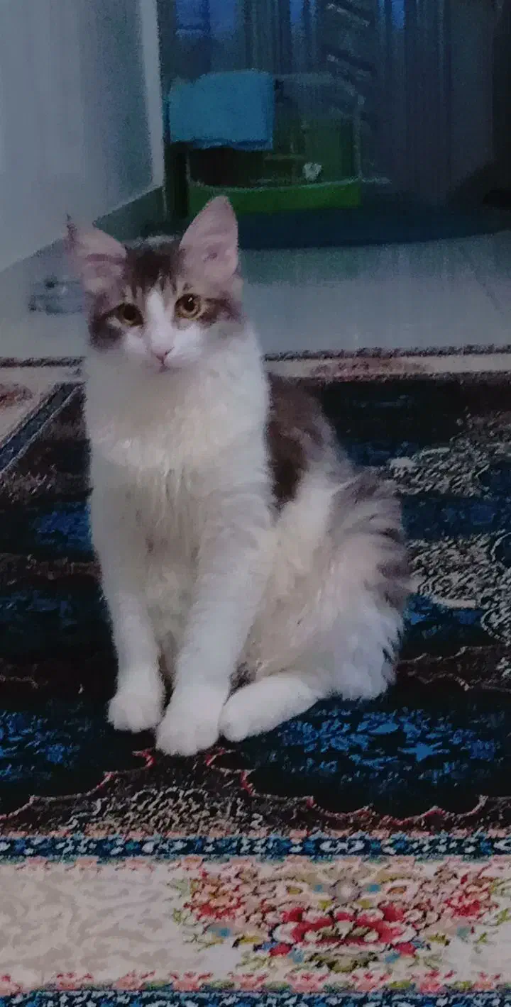 اسمش اقای لئو هست قشنگ اسمشو میدونه|گربه|رشت, شهرک شهید مفتح|دیوار