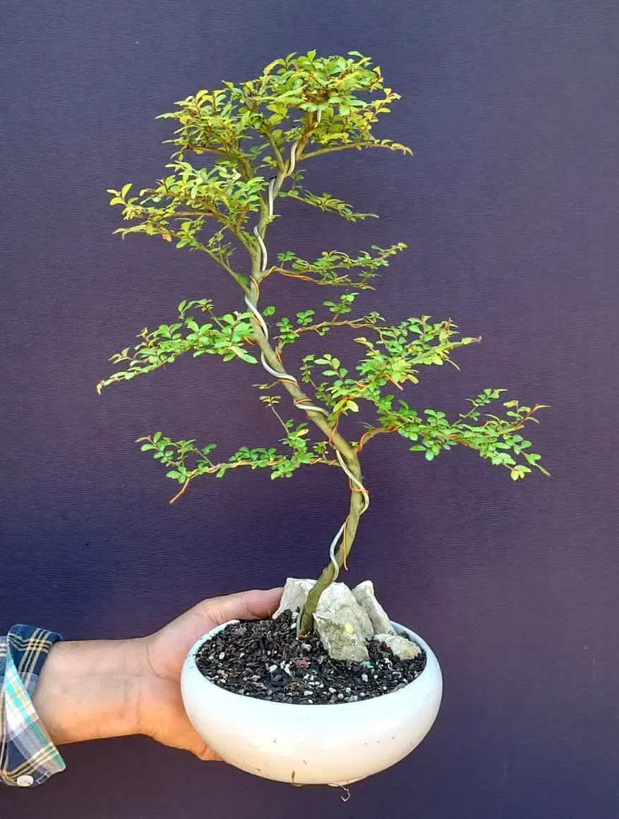 بونسای نارون سیجو ۳ و نیم ساله|گل و گیاه طبیعی|کرمانشاه, |دیوار