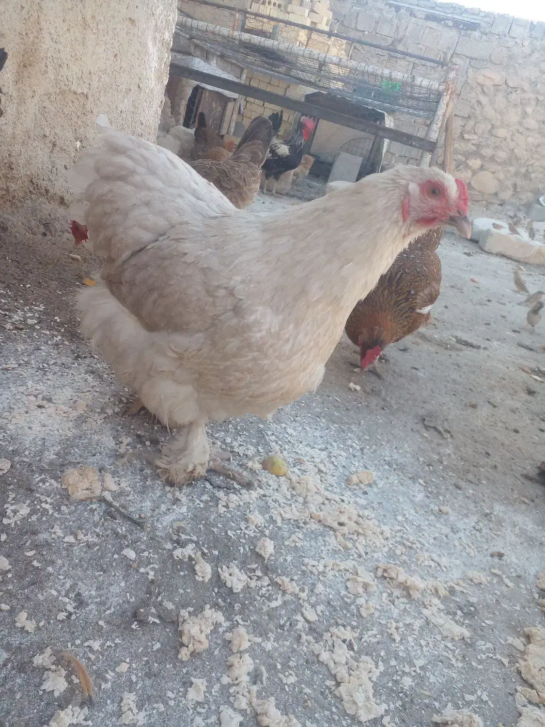 مرغ نژادی|حیوانات مزرعه|بهبهان, |دیوار