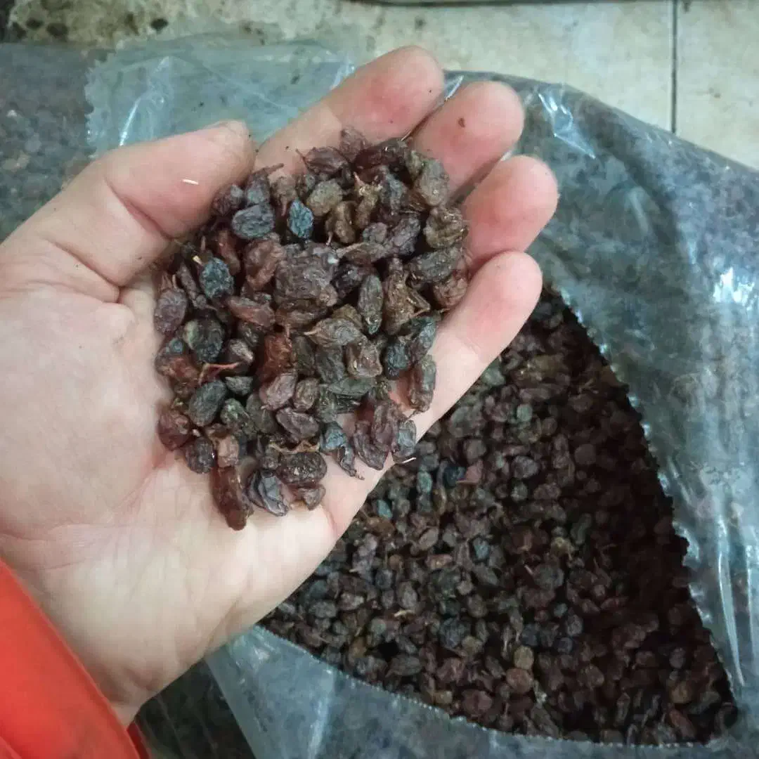 کشمش مخصوص تاکستان|خوردنی و آشامیدنی|لاهیجان, قیام|دیوار