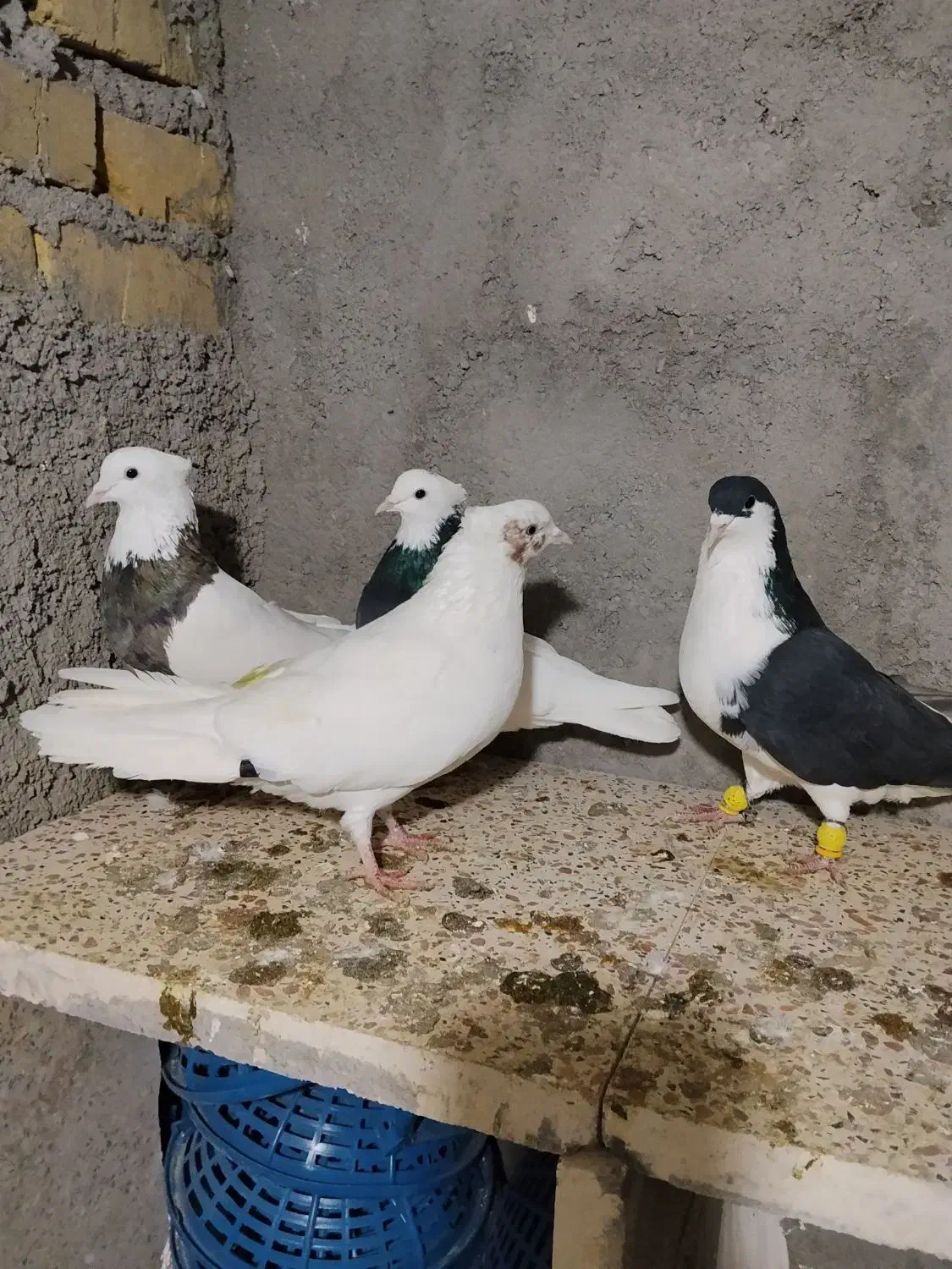 کبوتر رنگی|پرنده|بوئین زهرا, |دیوار