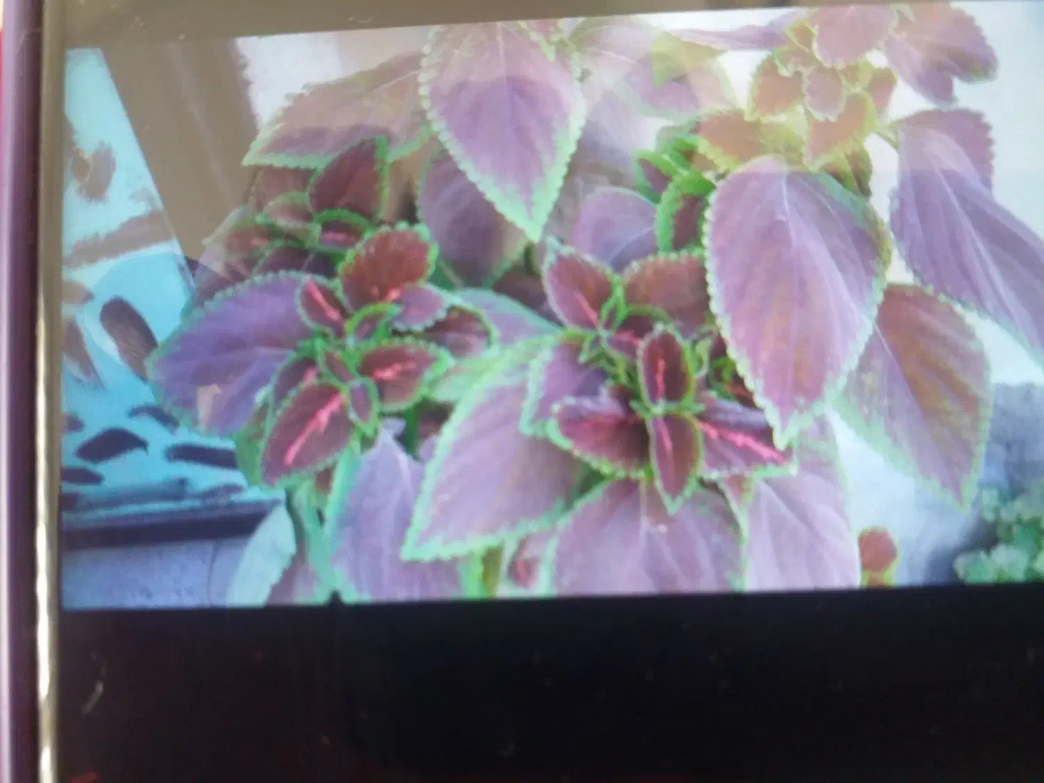 کمربندکیف وانواع گل طبیعی وچندتخته فرش نصف قیمت|کیف، کفش، کمربند|قروه, |دیوار